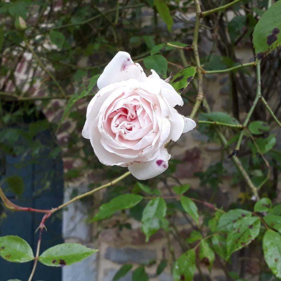 Fernelmont Gite De La Ferme De Seron - Gite De Charme A La Campagne 빌라 외부 사진